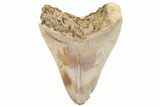 Serrated, Fossil Megalodon Tooth - Indonesia #214956-1